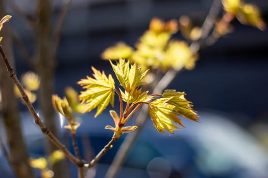 A macro photography shot featuring a twig from a deciduous tree with vibrant yellow leaves, set against a natural landscape with grass and other flora