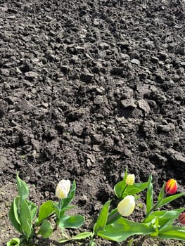 tulips growing near brown
land