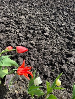 tulips growing near brown
land