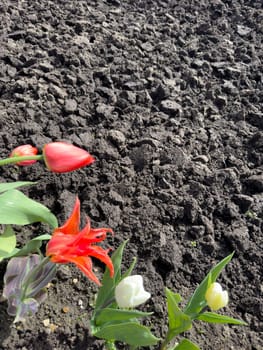 tulips growing near brown
land