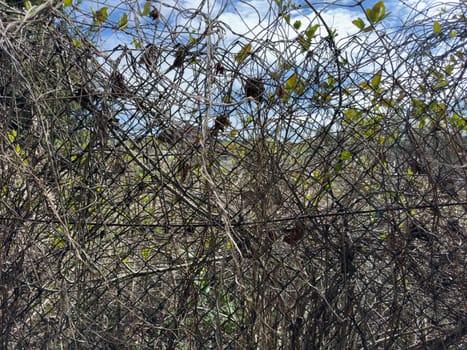 dry climbing plant on a mesh fence