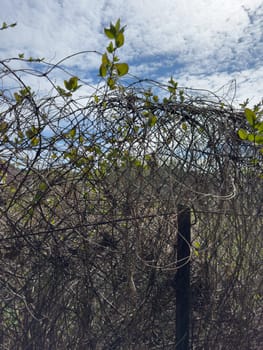 dry climbing plant on a mesh fence