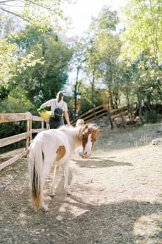 Pony walks looking back for mom and little girl in the park. Back view. High quality photo