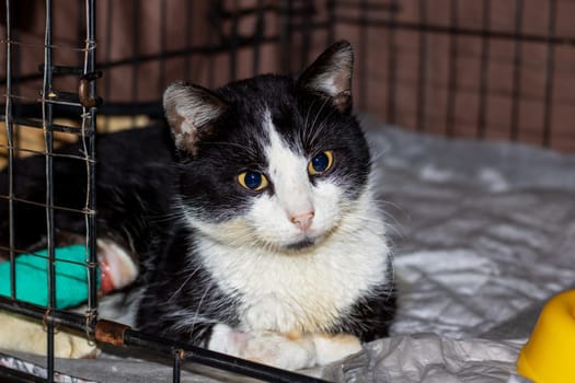 A black and white Domestic shorthaired cat with green eyes and whiskers is lounging in a cage, showcasing its carnivorous nature and sleek fur