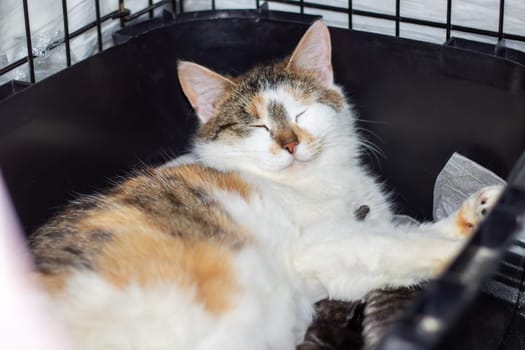 A domestic shorthaired cat with calico fur and yellow eyes is resting inside a black cage. Its whiskers and snout are visible, showcasing its Carnivore nature as a member of the Felidae family