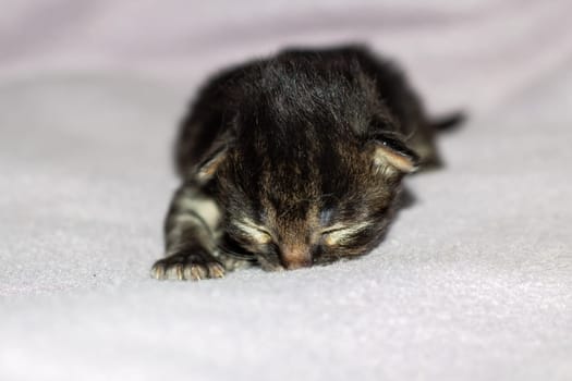 A small Felidae kitten with whiskers is resting on a white blanket. Domestic shorthaired cat with fur, claws, and tail, typical of small to mediumsized cats