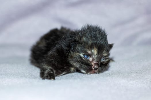 A small Felidae kitten with whiskers is resting on a white blanket. Domestic shorthaired cat with fur, claws, and tail, typical of small to mediumsized cats