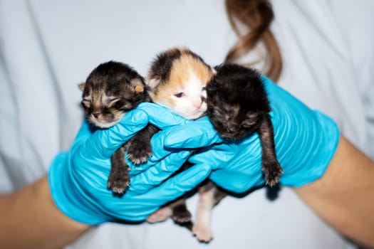 A person in electric blue gloves is cradling three small to mediumsized kittens, providing comfort to the Carnivore Felidae animals with soft fur and whiskers