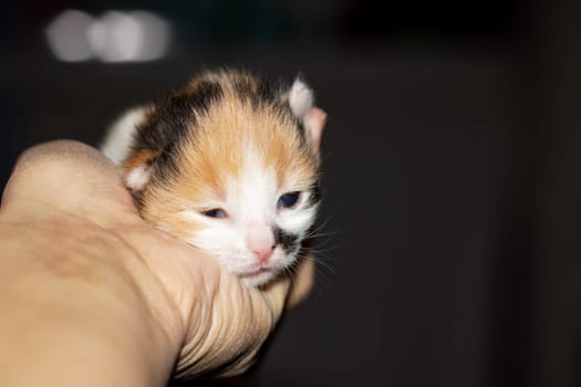 A person gently cradles a calico kitten in their hand, its whiskers twitching and tiny paws tucked under its fawncolored fur. The small carnivore sleeps peacefully with its eyes closed