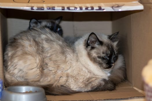 Two Siamese cats, small to mediumsized cats in the Felidae family, are lounging in a cardboard box. Their whiskers and irises are visible as they rest in their comfortable spot