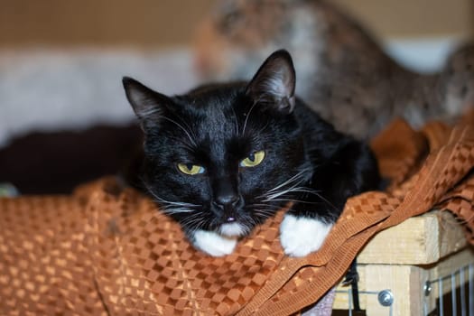 A small to mediumsized black cat with yellow eyes is peacefully laying on a soft blanket near a window, showing off its whiskers and sleek fur