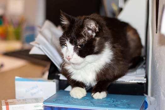 A small to mediumsized Felidae, known for its carnivorous diet, is resting on a stack of books. Its whiskers twitch as it gazes out the window, its tail lazily swaying. The cat supply box is nearby