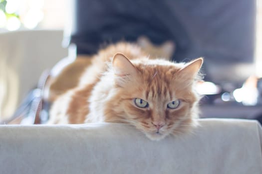 Red fluffy Maine resting at home close up