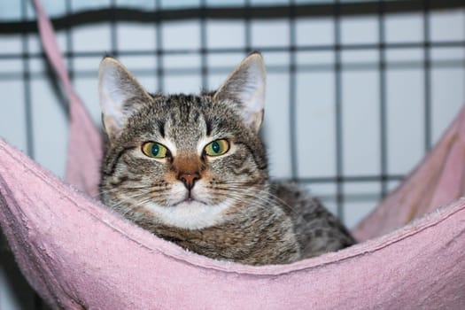 A Felidae lays in a pink hammock, gazing at the camera. Its whiskers and snout are visible. This small to mediumsized carnivore is a domestic shorthaired cat, with fur and a terrestrial habitat