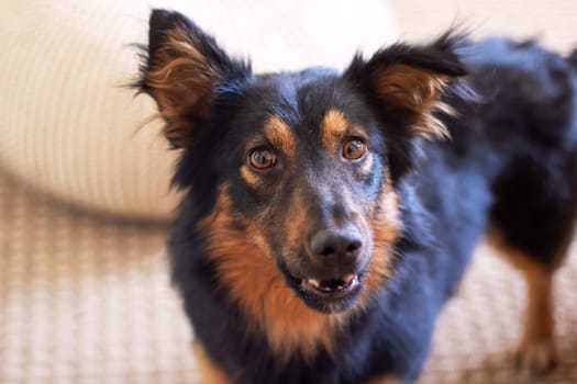 A black and brown Canidae dog, with whiskers and fur, is staring directly at the camera. This companion dog, belonging to the Sporting Group, has a closeup shot highlighting its ears