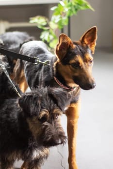 A pack of Canidae, carnivorous terrestrial animals, including various dog breeds from the Sporting Group, stand side by side on a leash, sharing a bond as working dogs with distinctive snouts