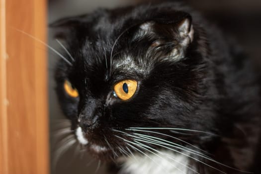 A domestic shorthaired cat with black fur close up, yellow eyes, and a white nose