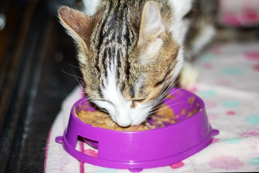 A domestic shorthaired Felidae, a small to mediumsized carnivorous cat, is eating from a pink bowl with whiskers and a snout from a pet supply store