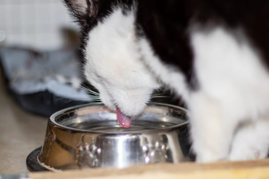 A black and white Felidae carnivore with whiskers drinking liquid from a serveware bowl. Small to mediumsized cat enjoying animal feed