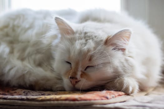 A Felidae carnivore, the white Cat is peacefully sleeping on a blanket with its eyes closed, showcasing its small to mediumsized body, whiskers, snout, fur, paws, and claws