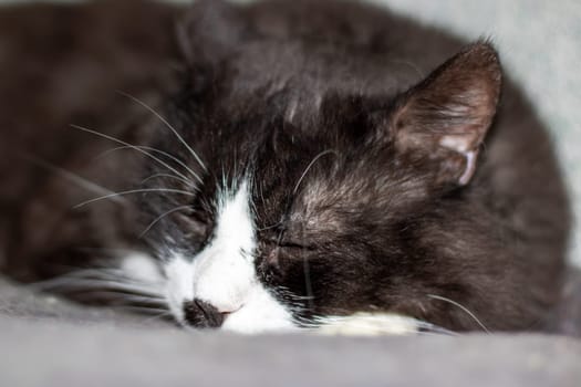 A small to mediumsized black and white Felidae cat with green eyes is lounging. Its whiskers and fur shine in the monochrome photography