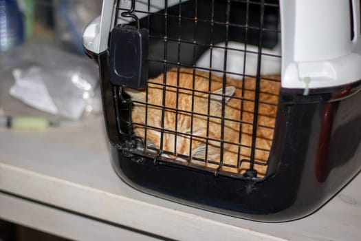 A carnivorous orange cat is peacefully sleeping in a black and white metal cage in an animal shelter. The cage resembles an automotive grille with a hood design, creating a cozy space for the cat