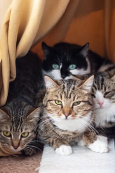 Three Felidae, small to mediumsized cats with whiskers and fur, are sitting in a cage, staring at the camera. One is a domestic shorthaired cat. The cage has a door and is placed next to a tree