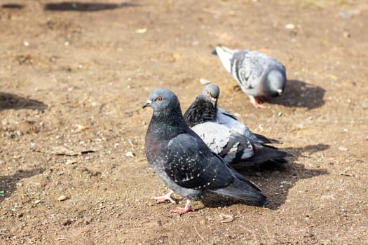 A group of pigeons with black, blue, and green feathers stand on the dirt ground. As vertebrate organisms, they make a beautiful sight in nature