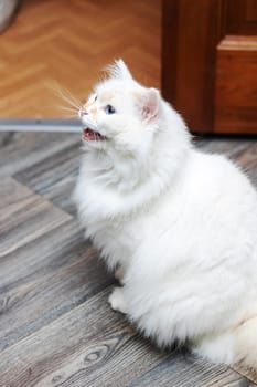 A closeup of a small to mediumsized Felidae cat with blue iris eyes, white fur, whiskers and fawn snout, staring out a window