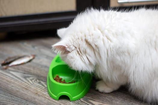 A Felidae carnivore, the white cat with whiskers is eating food from a green bowl. This small to mediumsized mammal is a popular pet supply, known for its keen vision care