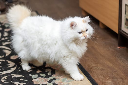 A small to mediumsized Felidae carnivore with fawn fur, whiskers, and a tail is standing on a rug on the floor, a fluffy terrestrial animal