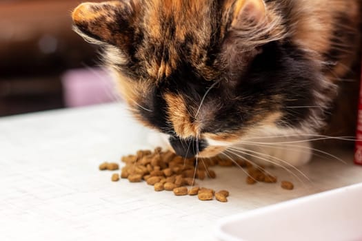 The carnivorous Felidae is enjoying its meal of animal feed from a cat food bowl. This small animal food is essential for the whiskered pets health