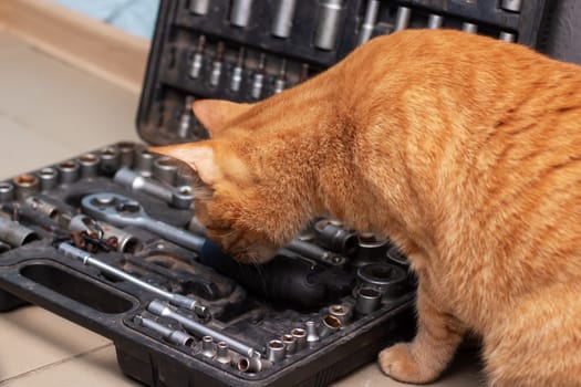 Feline using whiskers to explore gadgets in toolbox close up