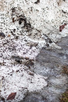 A freezing pile of snow with brown and grey spots resembling organisms on a road surface. The pattern is reminiscent of geology and bedrock, with hints of rock and wood mixed in