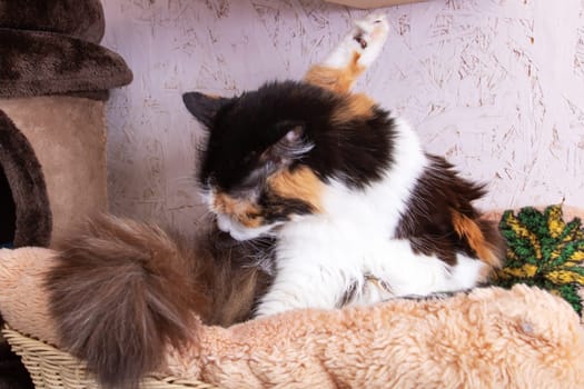 Funny tricolor cat at home, close up portrait