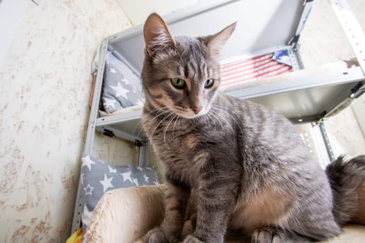 Felidae Cat with whiskers sitting on shelf close up