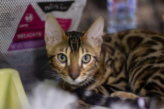 A Felidae, carnivorous Bengal cat with whiskers and fur is lying in a cage, gazing at the camera. This small to mediumsized terrestrial animal is a popular pet supply and a part of the wildlife