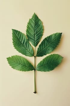A green leaf from a terrestrial plant with three leaves, belonging to the Hemp family and Rose order, on a white background. It is a flowering plant with herbaceous characteristics