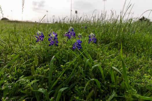 Views at Bluebonnet Park, Ennis, Texas