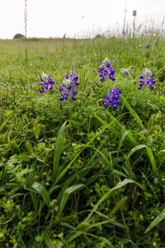 Views at Bluebonnet Park, Ennis, Texas