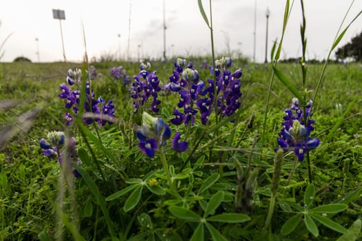 Views at Bluebonnet Park, Ennis, Texas