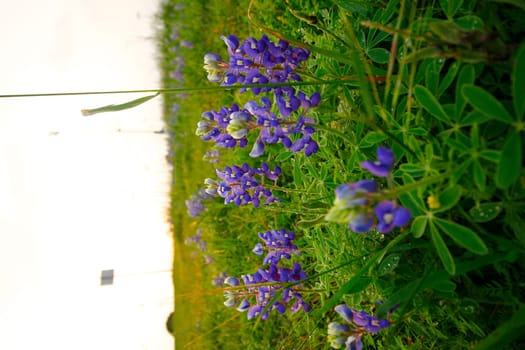 Views at Bluebonnet Park, Ennis, Texas