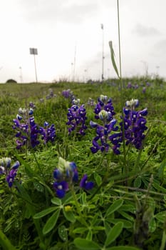 Views at Bluebonnet Park, Ennis, Texas