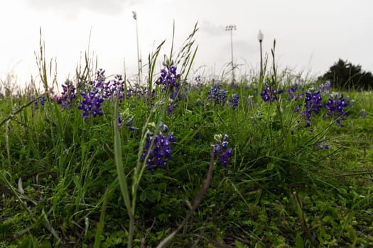 Views at Bluebonnet Park, Ennis, Texas