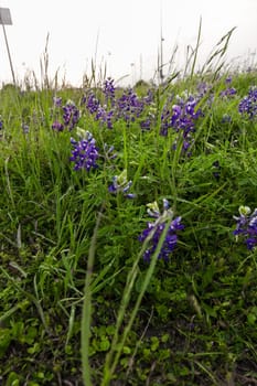 Views at Bluebonnet Park, Ennis, Texas