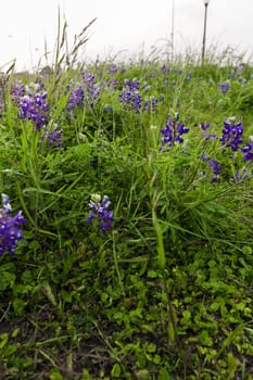 Views at Bluebonnet Park, Ennis, Texas