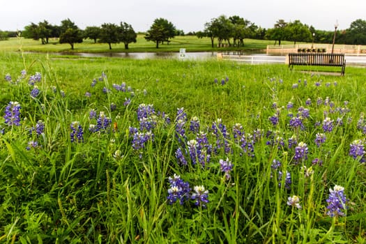 Views at Bluebonnet Park, Ennis, Texas