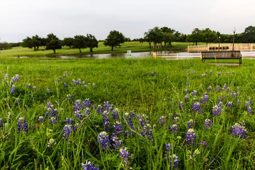 Views at Bluebonnet Park, Ennis, Texas