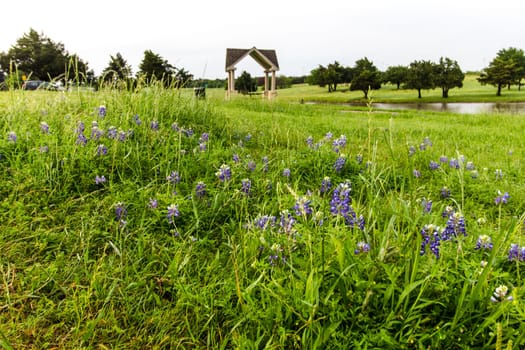 Views at Bluebonnet Park, Ennis, Texas