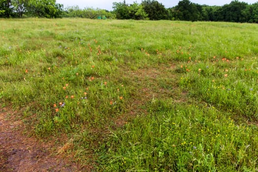 Views at Bluebonnet Park, Ennis, Texas